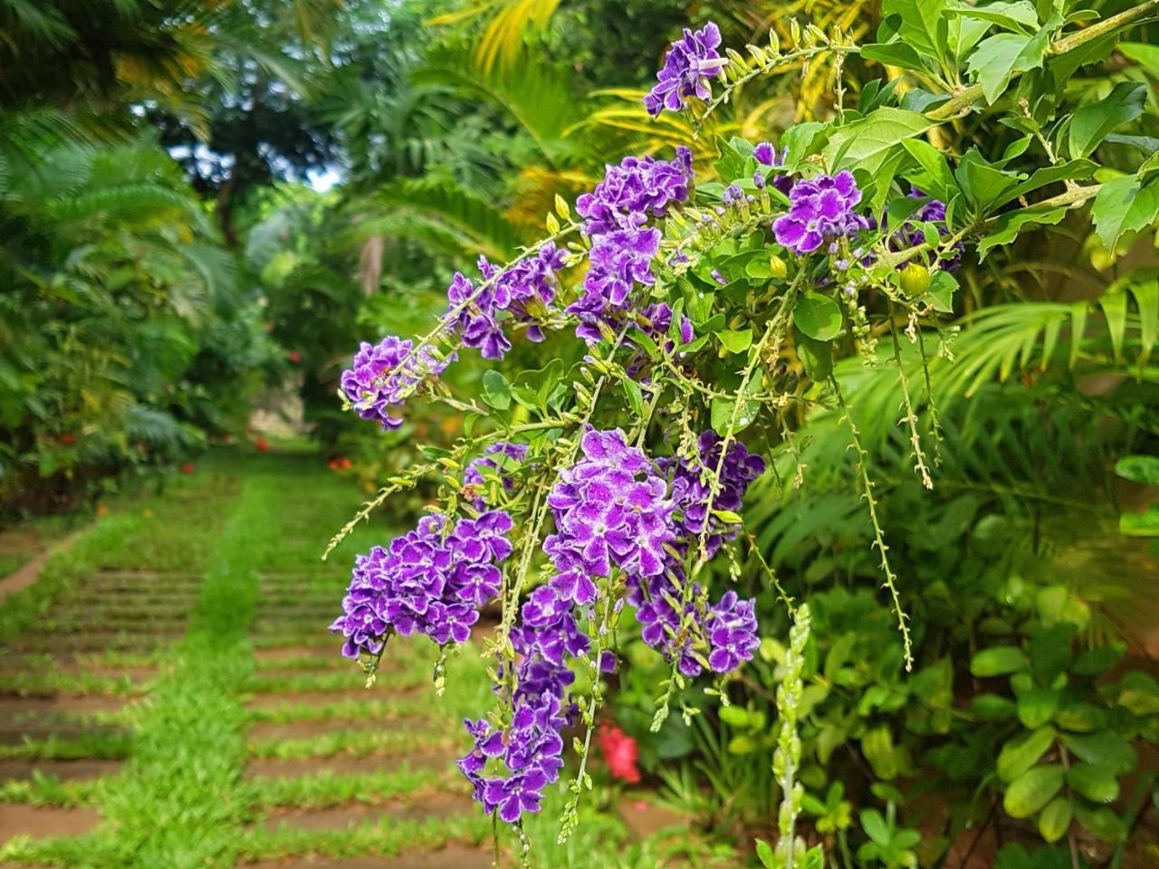 Villa Nissa Siem Reap Zewnętrze zdjęcie
