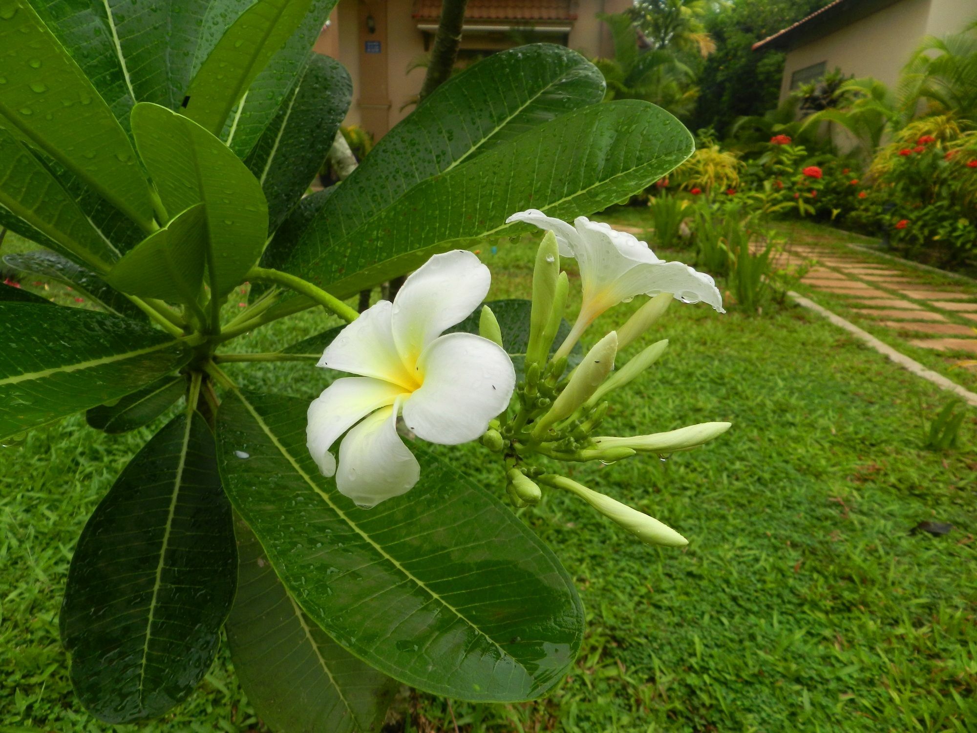 Villa Nissa Siem Reap Zewnętrze zdjęcie